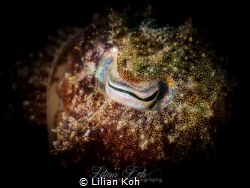 S L E E P Y H E A D
Cuttlefish eye by Lilian Koh 